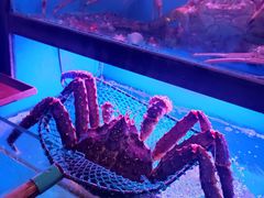 帝王蟹-月下料理(楷林IFC店)