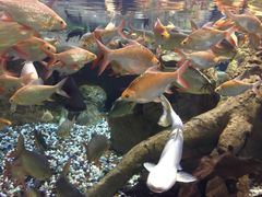 -迪拜水族馆及水下动物园