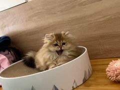-猫十亿·布偶金渐层·曼基康矮脚猫舍(青年路店)