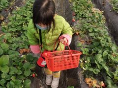 -胜丰草莓采摘园