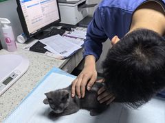 -半岛宠物医院24小时(科华中路店)