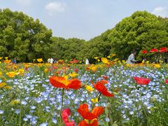 -上海共青森林公园