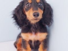 -翊宠yipet猫狗购宠庄园犬舍•猫舍