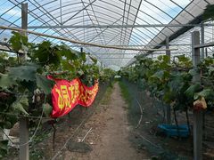 -马陆小张葡萄园农家乐