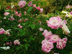 -人民公园(罗湖区)