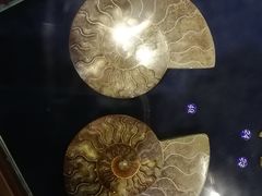 -青岛贝壳博物馆