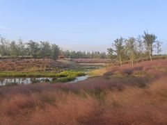-上海滨江森林公园