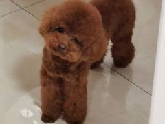 -瑞派福兴宠物医院犬猫全科·骨科·中西医结合(河东店)