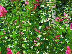 -小罗卤鹅(莲花广场店)