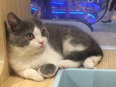 -屋虎猫馆(宝安大仟里店)