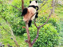 -成都大熊猫繁育研究基地