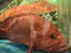 -聚福宝合苑食府(南头镇店)