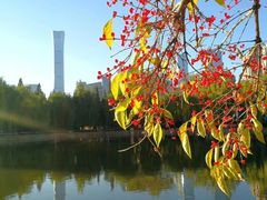 -团结湖公园