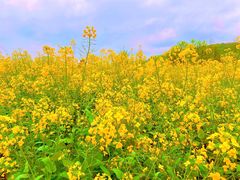 -桑洲油菜花景区