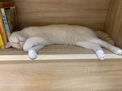 -藏猫猫咖啡主题馆(中央大道店)