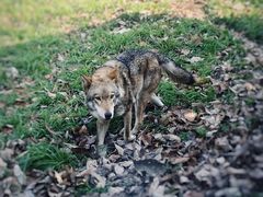 -西安秦岭野生动物园