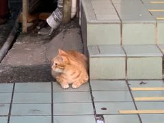 -大澳