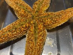 -众想海鲜·烧烤·海肠捞饭·渔家菜(孙家疃店)