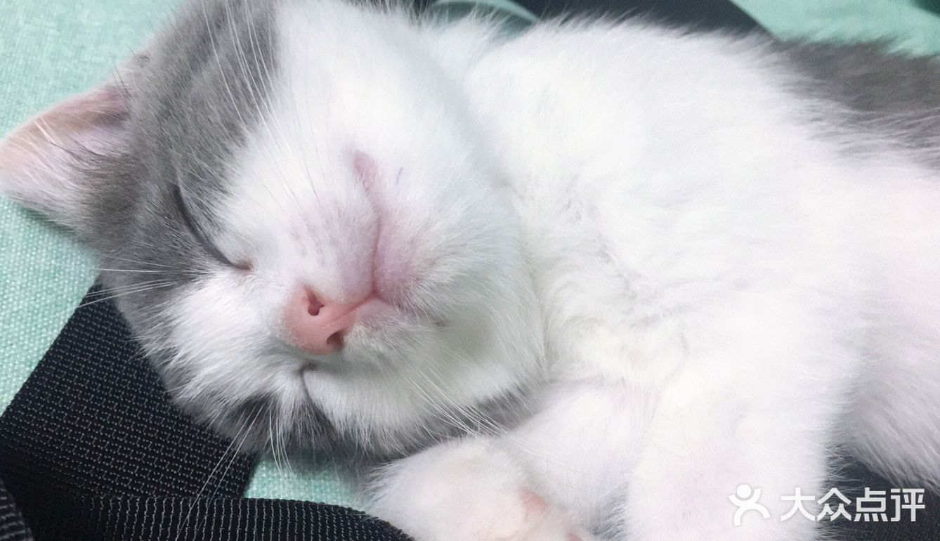 终于也变成了铲屎官[爱心]