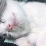 终于也变成了铲屎官[爱心]