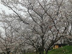 -苏州上方山国家森林公园