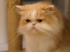 -more than meow吴止猫主题餐厅(承德 中船汇店)