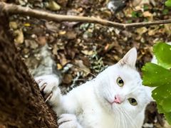 -萌兽医馆·犬猫专科·眼科中心·宠物医院(朝阳门分院)