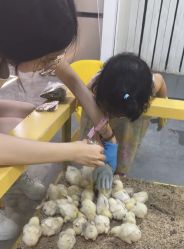 -神奇动物撸宠馆·羊驼·小浣熊·异宠(豫园店)