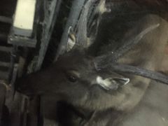 -清迈夜间动物园