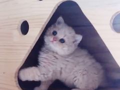 -Bastet sally猫舍购宠(静安店)