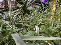 -南宫五洲植物乐园