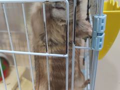 -猫色咖啡·猫咖