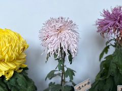 -杭州植物园