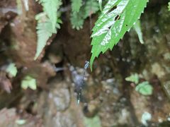 -宁波五龙潭景区