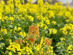 -中国天府农业博览园