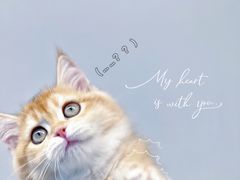 -lincat·猫舍(广州店)