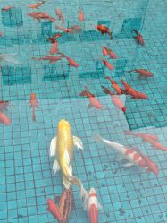 -爱丽丝奇幻乐园