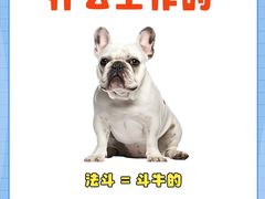 -翊宠yipet猫狗购宠庄园犬舍•猫舍