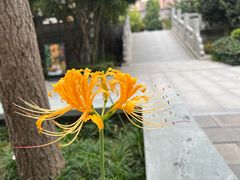 -西安大兴善寺