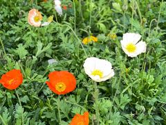 -紫颐香薰山谷景区