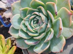 -香炉礁家具市场