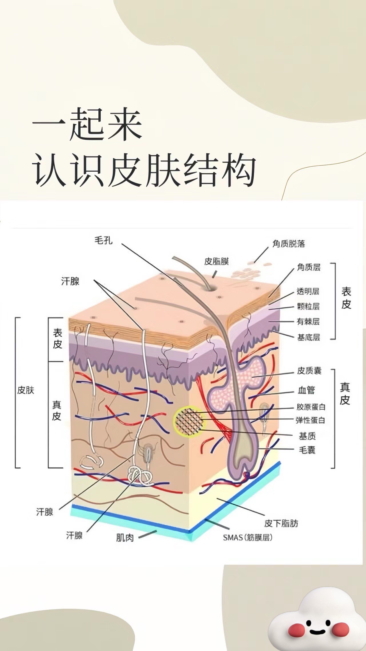 皮下脂肪增厚的图片图片