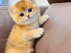 -猫十亿·布偶金渐层·曼基康矮脚猫舍(青年路店)