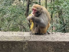 -黔灵山公园