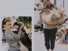 -Husky Go! 哈士奇体验馆·宠物咖啡厅狗咖