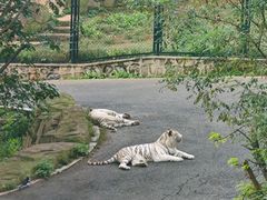 -大连森林动物园