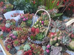 -溪岸路花鸟市场