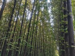 -日照海滨国家森林公园