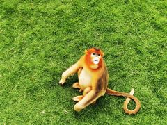 -西霞口神雕山野生动物世界