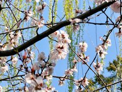-桃花堤公园